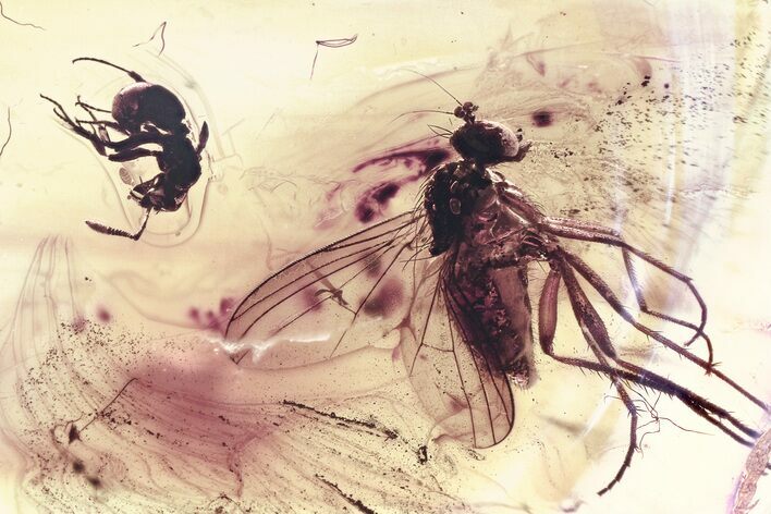 Detailed Fossil Long-Legged Fly, Ant, and Moth Fly In Baltic Amber #343367